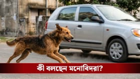 জানেন কেন গাড়ি দেখলেই পথ কুকুর তাড়া করে?