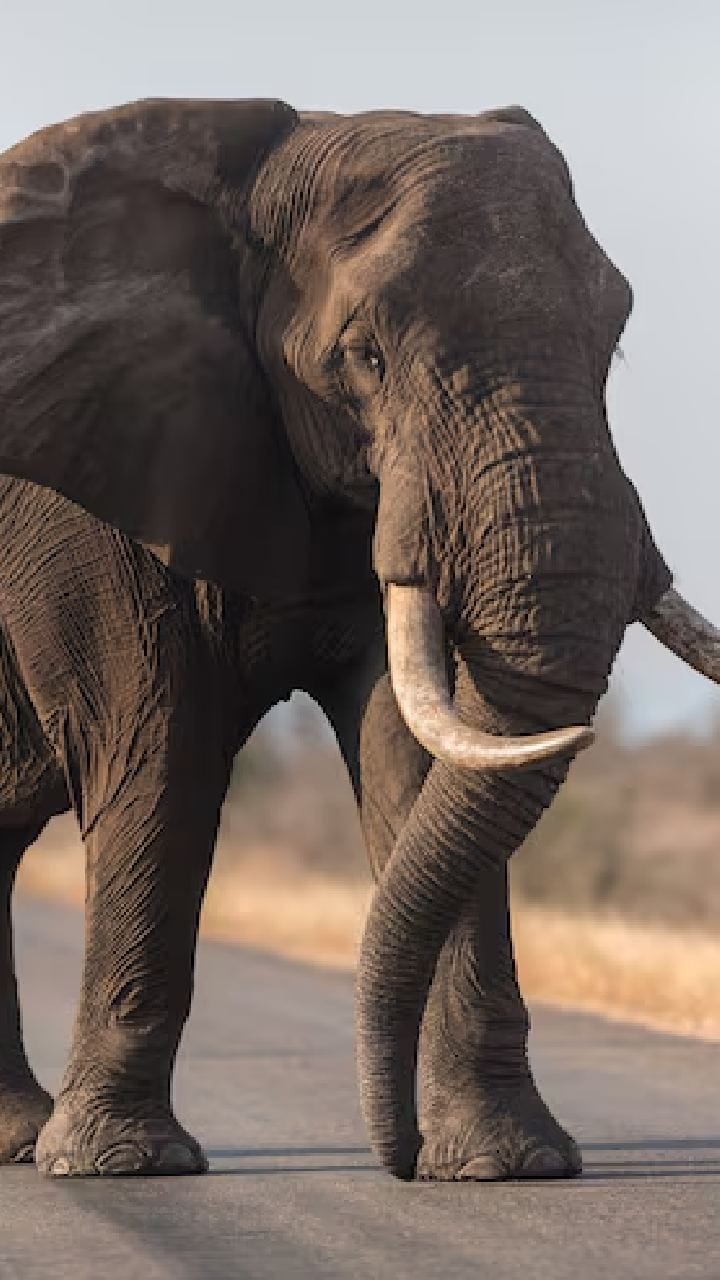 ঝাড়গ্রামের বুথে তুলকালাম! ভোট শুরুর আগেই হাজির হাতি, এলাকায় তীব্র আতঙ্ক