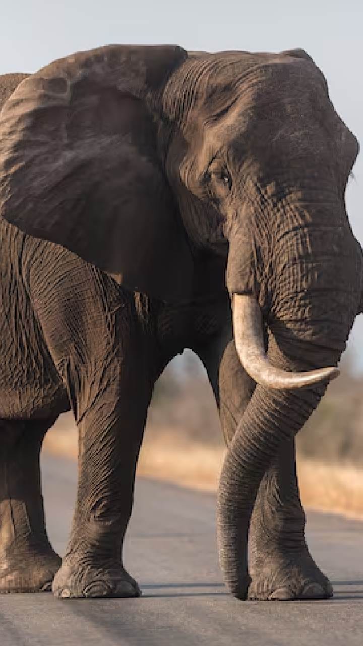 ঝাড়গ্রাম শহরে মাঝরাতে হাতির তাণ্ডব! ভেঙে চুরমার ঘরবাড়ি, আতঙ্কে বাসিন্দারা
