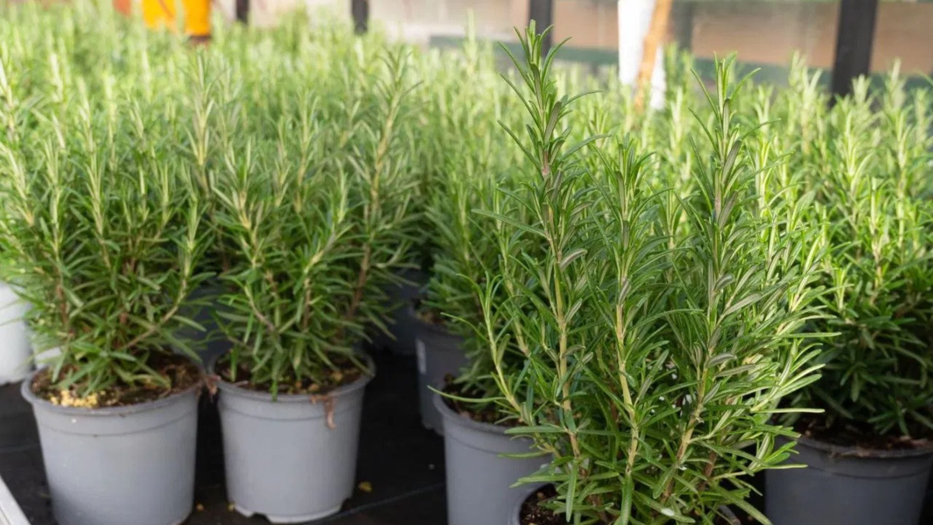 রোজমেরি একটি ভেষজ উদ্ভিদ যার কড়া সুগন্ধ মশা তাড়াতে সাহায্য করে। রান্নায় স্বাদ বাড়ানো ছাড়াও এটি চুলের যত্নে খুব উপকারী। অল্প যত্নেই এই গাছ দীর্ঘ সময় সতেজ থাকে।