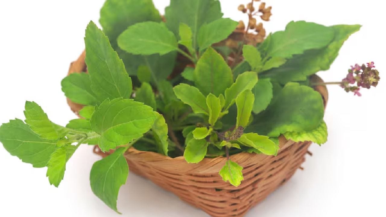 ব্রণর সমস্যায় নাজেহাল হলে ভরসা রাখুন তুলসী পাতা ও অ্যালোভেরা জেলের ওপর। কয়েকটি তুলসী পাতা বেটে নিয়ে তাতে দু-চামচ অ্যালোভেরা জেল মেশান। এরপর জল দিয়ে পাতলা করে বরফ জমিয়ে নিন। Free Pik