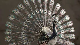 ঘরে রাখুন ছোট্ট এই রুপোর জিনিস, টাকা আর সৌভাগ্য আপনার পিছনে ছুটবে