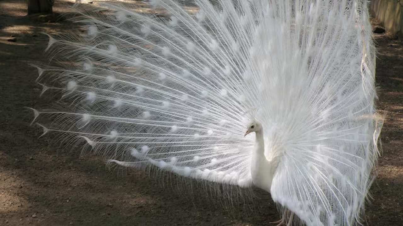 বাড়ির মন্দিরে বা উপাসনালয়ে শান্ত ভঙ্গিমার ময়ূর রাখলে পুজোর শুভ ফল বহুগুণ বেড়ে যায়। এটি মনের অস্থিরতা কমিয়ে আধ্যাত্মিক শান্তি আনে। তাই ঘরে পজিটিভ এনার্জি বাড়াতে এই টোটকা ট্রাই করতে পারেন। Free Pik