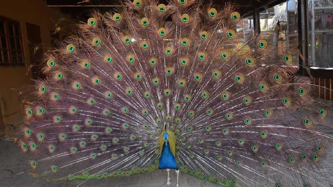 যাঁদের জীবনে আর্থিক টানাটানি লেগেই রয়েছে কিংবা সঞ্চয় করতে গিয়ে বারবার বাধা আসছে, তাঁদের জন্য ‘নৃত্যরত’ রুপোর ময়ূর অত্যন্ত শুভ। মনে করা হয়, এই মূর্তিটি সঠিক স্থানে রাখলে আয়ের নতুন পথ প্রশস্ত হয়। Free Pik