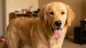 অসহ্য গরমেও হাসিখুশি থাকবে প্রিয় পোষ্য! মেনে চলুন এই সহজ টিপস