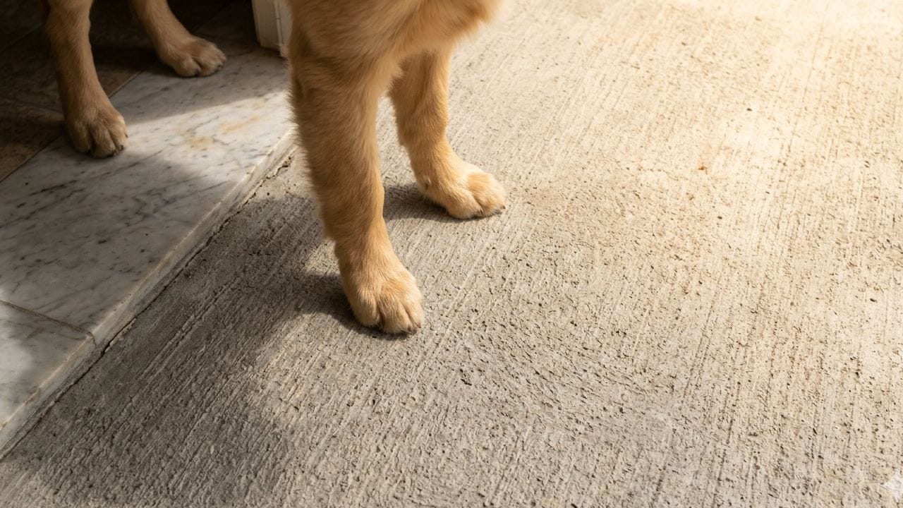 রোদে সিমেন্ট বা পিচের মেঝে খুব দ্রুত তেতে ওঠে। গরম মেঝেতে পোষ্যকে বেশিক্ষণ শুয়ে থাকতে দেওয়া উচিত নয়। তারা যেন সবসময় ঠান্ডা এবং আরামদায়ক জায়গায় থাকতে পারে, সেই ব্যবস্থা রাখা প্রয়োজন। Gemini AI