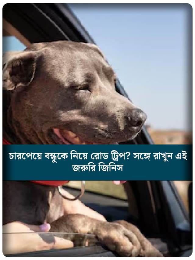 চারপেয়ে বন্ধুকে নিয়ে রোড ট্রিপ? সঙ্গে রাখুন এই জরুরি জিনিস