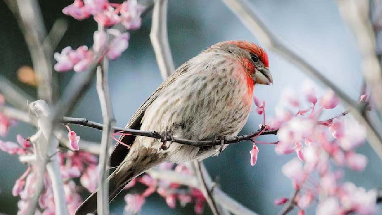 নিজের ছবির বদলে অন্য কিছুর ছবি (যেমন ফুল, পাখি বা পপ কালচার) ডিপি হিসেবে ব্যবহার করলে তার দু’টি ব্যাখ্যা হতে পারে। হয় আপনি নিজের জীবন নিয়ে অত্যন্ত অখুশি কিন্তু তা কাউকে বলতে চান না, অথবা আপনি জীবন নিয়ে একেবারেই সিরিয়াস নন। এই ধরনের মানুষরা সাধারণত অন্যদের বিভ্রান্ত করতে বেশি ভালোবাসেন। Photo- Freepik