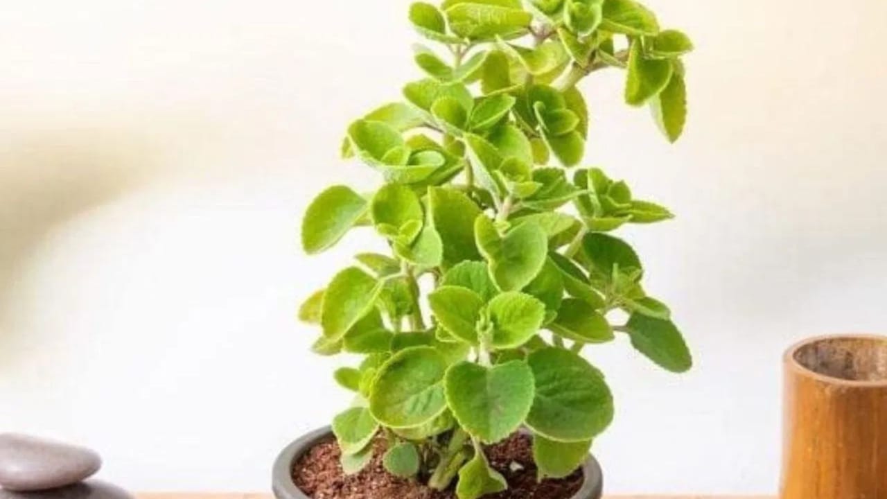 জোয়ান গাছের তীব্র গন্ধ মশা এবং ছোট পোকামাকড় দূরে রাখতে সাহায্য করে। এটি বাড়িতে লাগানো খুব সহজ এবং স্বাস্থ্যের জন্যও এটি অত্যন্ত উপকারী।