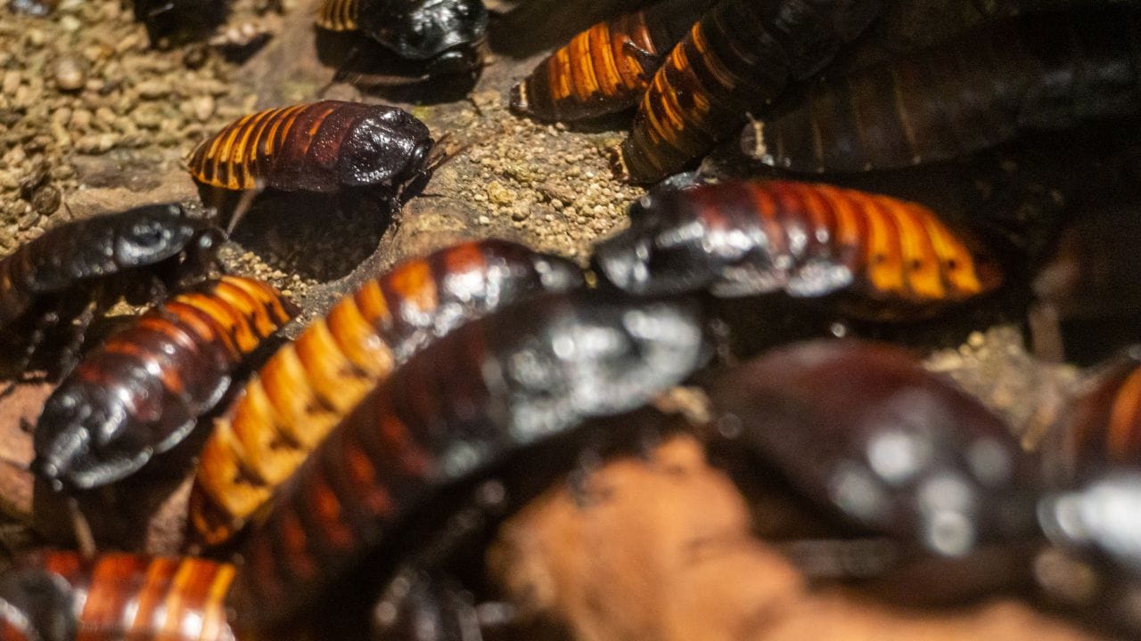 বোরিক অ্যাসিড আরশোলা তাড়ানোর জন্য অত্যন্ত কার্যকরী। সমপরিমাণ বোরিক অ্যাসিড, আটা ও সামান্য চিনি মিশিয়ে ছোট ছোট বল তৈরী করুন। এই বলগুলি ঘরের কোণে, আলমারির নিচে এবং রান্নাঘরের অন্ধকার জায়গায় রেখে দিলে আরশোলার উপদ্রব দ্রুত কমে যাবে। (Credit - Getty Images)
