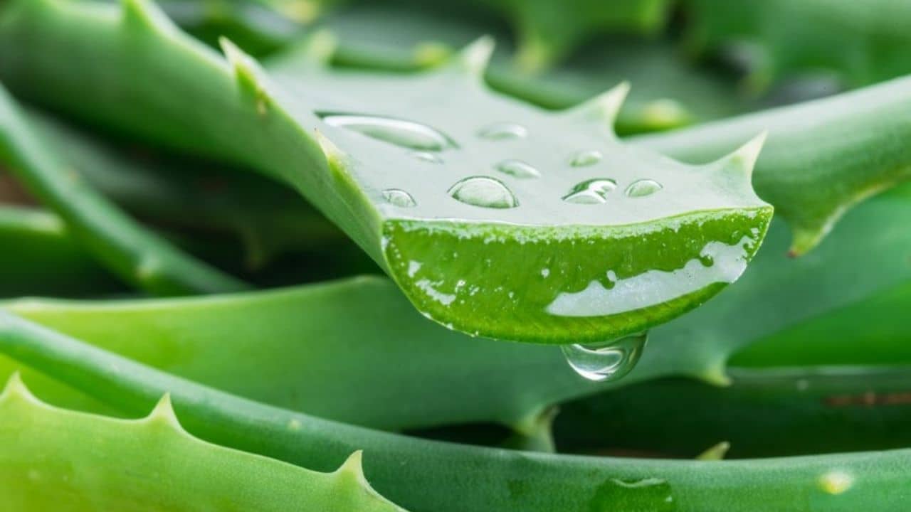 Aloe vera: ৭ দিন একটানা অ্যালোভেরা মাখলে ত্বকে কী কী হয় জানেন?