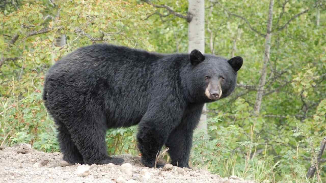 Bear Attack: ভাল্লুক হামলা চিন্তা বাড়াচ্ছে জাপান-ভারতে, জঙ্গলে ভাল্লুকের হানা এড়াবেন কীভাবে? Bear Attack: ভাল্লুক হামলা চিন্তা বাড়াচ্ছে জাপান-ভারতে, জঙ্গলে ভাল্লুকের হানা এড়াবেন কীভাবে?