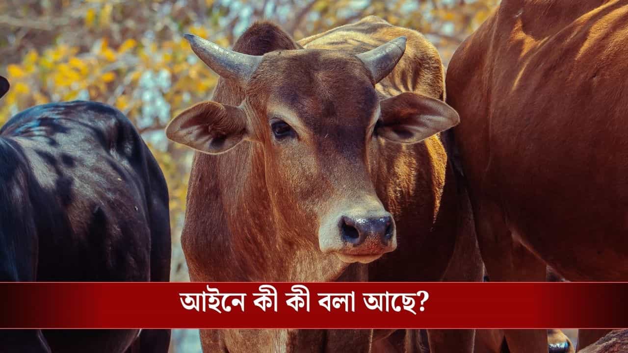 WB Animal Slaughter Law: বকরি ইদে নিয়ম মেনে পশু জবাই না করলে কী শাস্তি হবে জানেন?