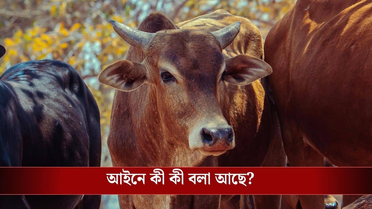WB Animal Slaughter Law: বকরি ইদে নিয়ম মেনে পশু জবাই না করলে কী শাস্তি হবে জানেন?
