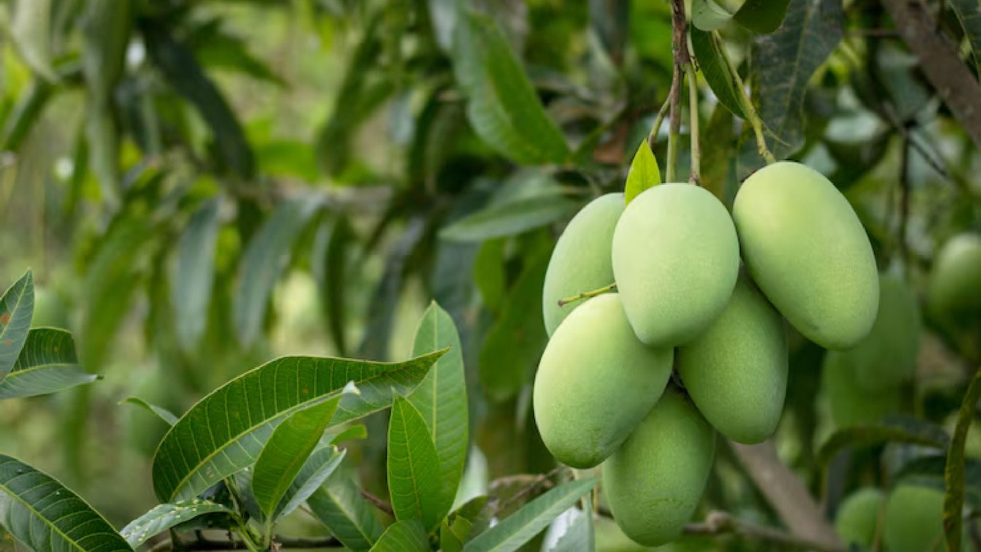 জানেন কাঁচা আম খেলে শরীরে কী কী ঘটে?