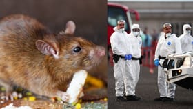 করোনা এসেছিল বিমানে করে, Hantavirus কি জাহাজে করে আসছে?