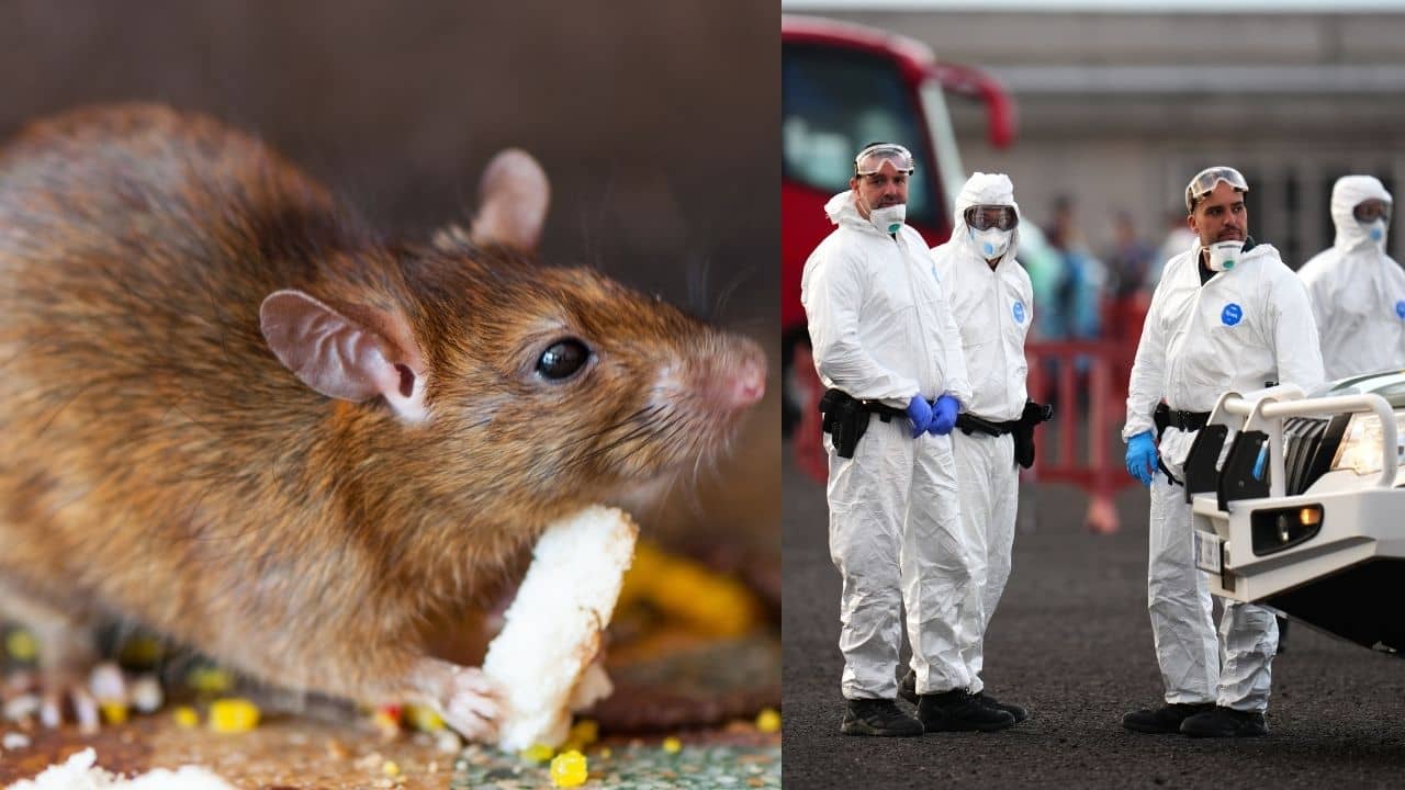 Hantavirus outbreak: করোনা এসেছিল বিমানে করে, Hantavirus কি জাহাজে করে আসছে?
