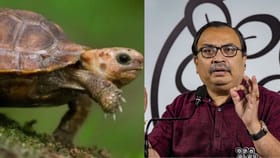 'খোলসে ঢুকে থাকুন', কচ্ছপ দিবসে কাকে বার্তা? কুণাল বললেন...