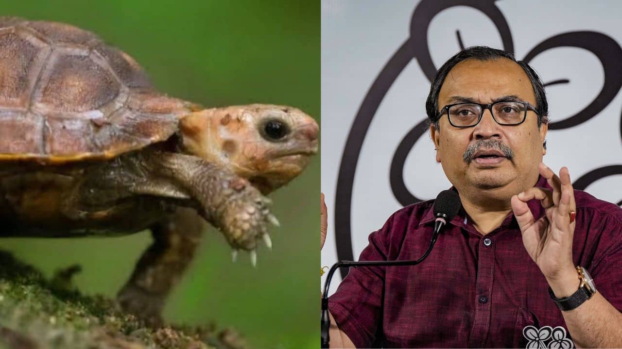 Kunal Ghosh: খোলসে ঢুকে থাকুন, কচ্ছপ দিবসে কাকে বার্তা? কুণাল বললেন...