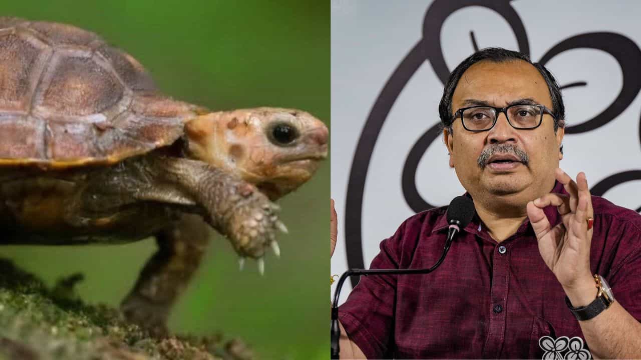Kunal Ghosh: 'খোলসে ঢুকে থাকুন', কচ্ছপ দিবসে কাকে বার্তা? কুণাল বললেন... Kunal Ghosh: 'খোলসে ঢুকে থাকুন', কচ্ছপ দিবসে কাকে বার্তা? কুণাল বললেন...