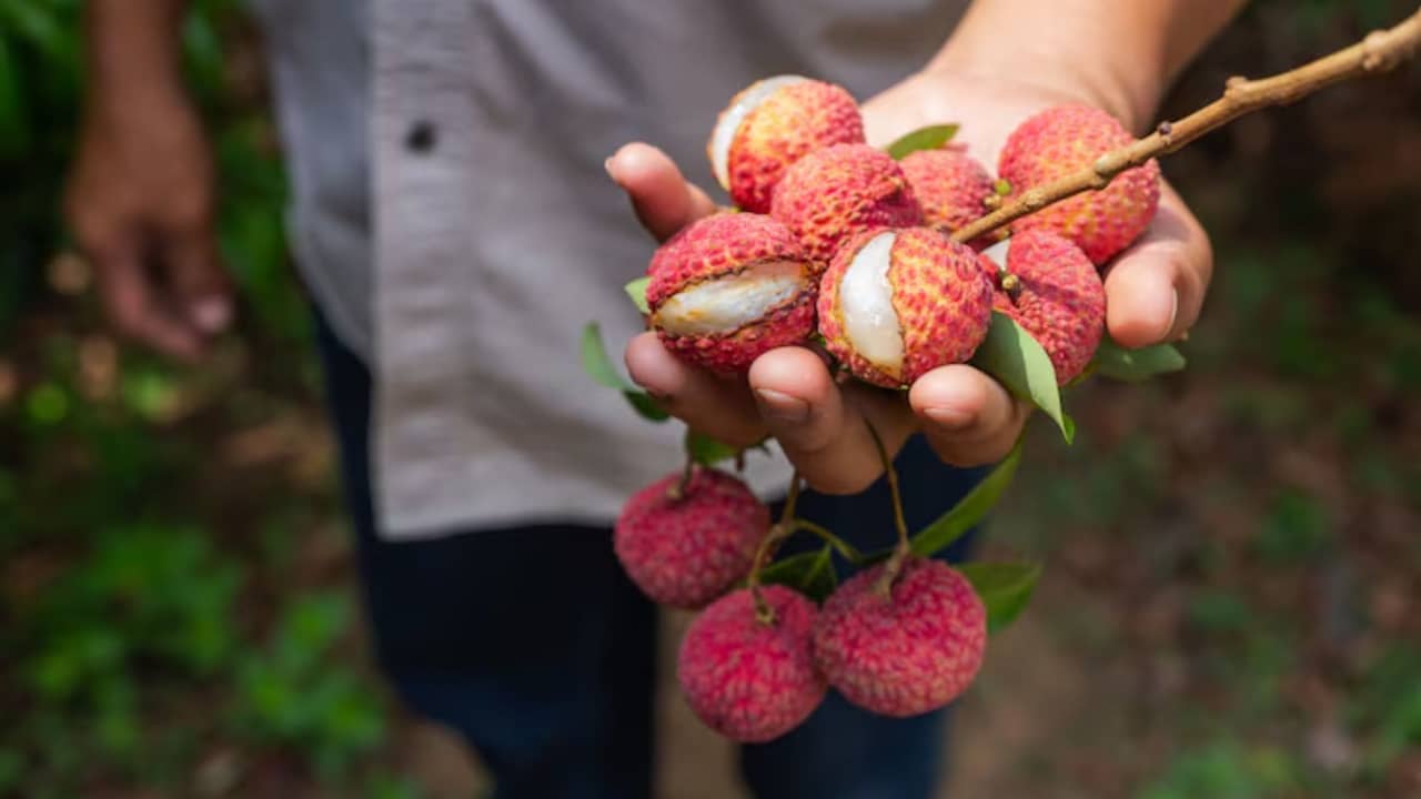 Side effects of eating Litchi: লিচুতে লুকিয়ে বড় বিপদ! সতর্ক করছেন বিশেষজ্ঞরা