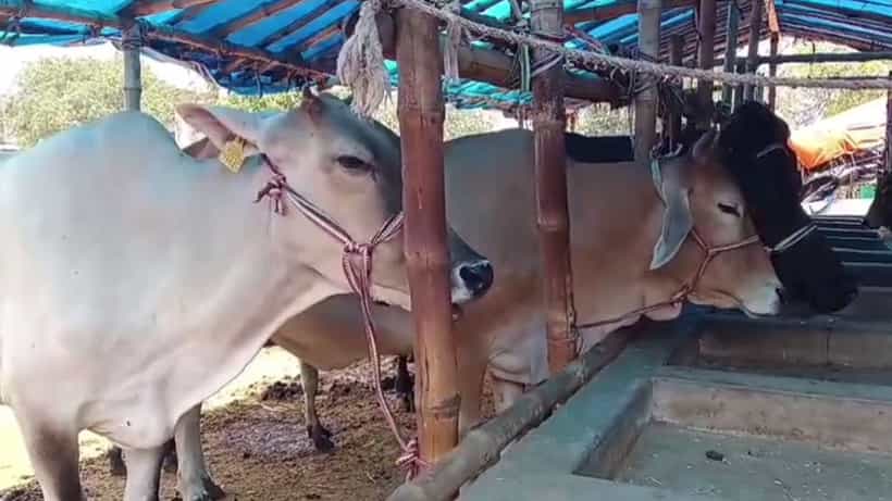 Pandua Cattle Market: সেই স্বাধীনতার আগে থেকে বসত, এখন বন্ধ হওয়ার মুখে পান্ডুয়ার গরুর হাট