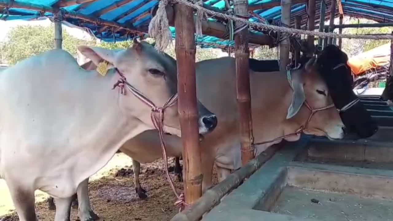 Pandua Cattle Market: সেই স্বাধীনতার আগে থেকে বসত, এখন বন্ধ হওয়ার মুখে পান্ডুয়ার গরুর হাট