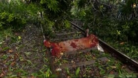 গাছের ডাল ভেঙে পড়ে রেলের ওভারহেডের তারে, প্রিন্সেপঘাটে মৃত্যু