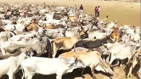 বাংলায় পশু জবাইয়ের আসল নিয়মটা জেনে রাখুন