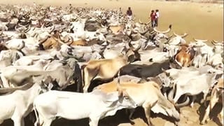 West Bengal Animal Slaughter Control Act: বাংলায় পশু জবাইয়ের আসল নিয়মটা জেনে রাখুন