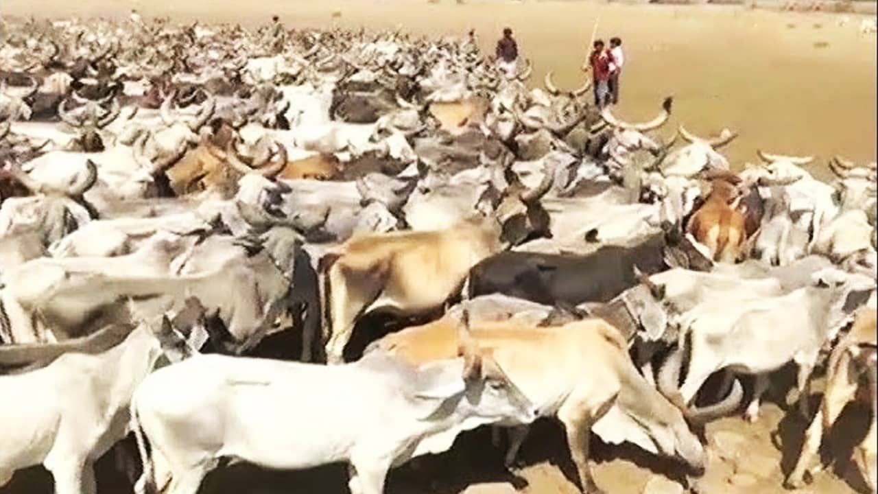 West Bengal Animal Slaughter Control Act: বাংলায় পশু জবাইয়ের আসল নিয়মটা জেনে রাখুন