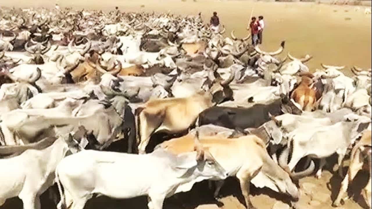 West Bengal Animal Slaughter Control Act: বাংলায় পশু জবাইয়ের আসল নিয়মটা জেনে রাখুন West Bengal Animal Slaughter Control Act: বাংলায় পশু জবাইয়ের আসল নিয়মটা জেনে রাখুন
