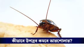 বাড়ি থেকে রান্নাঘর, সর্বত্র অবাধ বিচরণ? এই উপায়ে বিদায় করুন আরশোলাকে!
