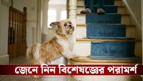 পোষ্য কুকুর কি হঠাৎ সিঁড়ি ভাঙতে ভয় পাচ্ছে? আর্থ্রাইটিস থেকে সাবধান!