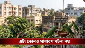 বাড়ির কাছে ঝাঁকে ঝাঁকে আসছে টিয়া পাখি! আদতেও শুভ সংকেত তো?