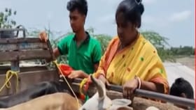 পাচার রুখতে অ্যাকশন রেখা পাত্রের, গরুবোঝাই গাড়ি আটকালেন বিধায়ক