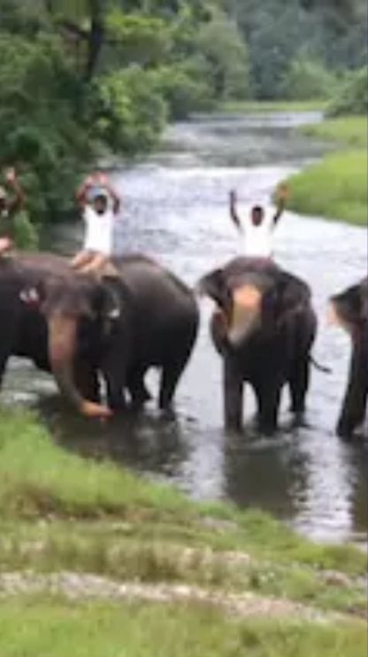 হাতির যোগ দিবস, উত্তরবঙ্গে অনন্য প্রয়াস বনকর্মীদের