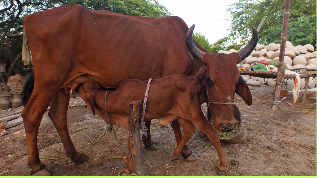 উৎপাদন খরচ বাড়ার ফলে গত মাসে মাদার ডেয়ারি দুধের দাম প্রতি লিটারে ২ টাকা বাড়িয়েছিল। তবে বর্তমানে দুধের যোগান স্বাভাবিক থাকায় দাম বাড়ানোর কোনও পরিকল্পনা নেই বলে জানা গিয়েছে। (Credit - Getty Images) 