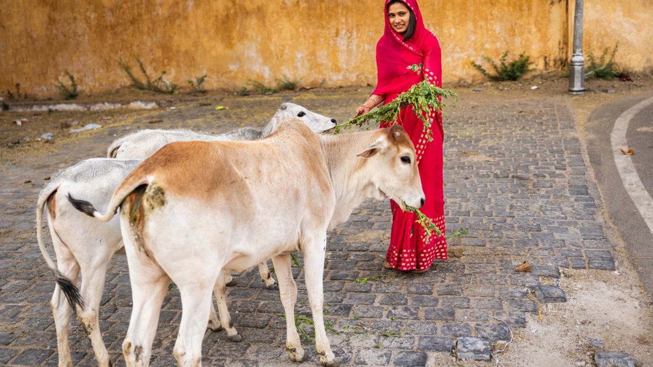 ভারত বিশ্বের বৃহত্তম দুগ্ধ উৎপাদনকারী দেশ, যা বিশ্বের সরবরাহের প্রায় এক চতুর্থাংশ। এই দেশের ডেয়ারি মোট ৫% জিডিপির যোগান দেয়। জনসংখ্যা ও আয় বৃদ্ধির কারণে ২০৫০ সালের মধ্যে দুধের চাহিদা দ্বিগুন হতে পারে। (Credit - Getty Images) 