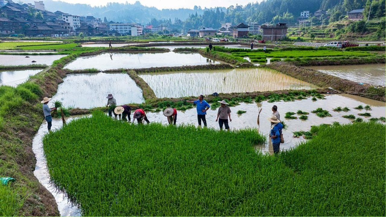 ভারত, অস্ট্রেলিয়া, থাইল্যান্ড ও ইন্দোনেশিয়ার মতো দেশে কম বৃষ্টির কারণে চাষাবাদ মারাত্মকভাবে বাধা পাচ্ছে। কৃষকরা চাষের পরিমান কমাতে বাধ্য হচ্ছেন। ইরান যুদ্ধের কারণে সার ও ডিজেলের যে সঙ্কট চলছিল, তার সাথে এল নিনোর এই জলের অভাব চাষিদের জন্য এক বড় ধাক্কা। (Credit - Getty Images)