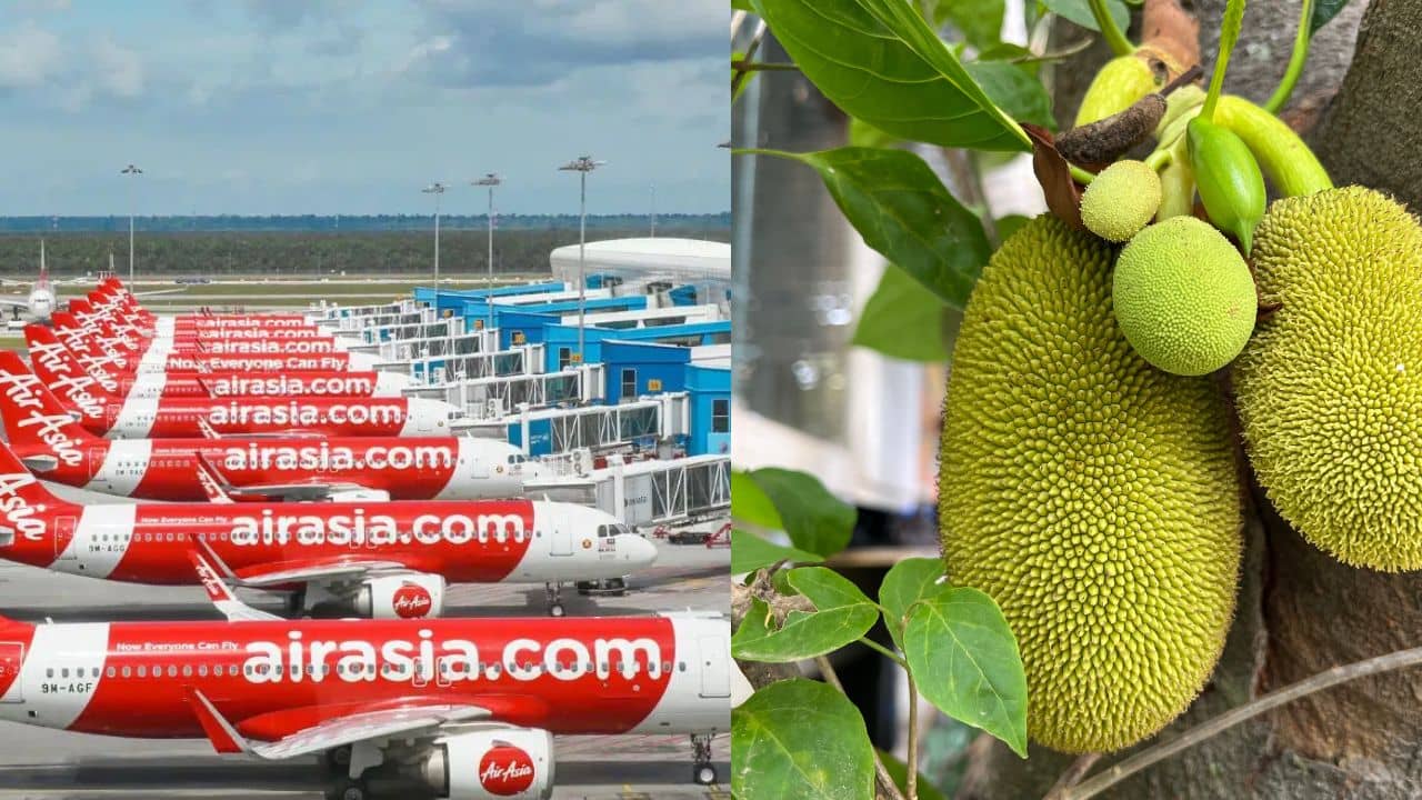 Air Asia News: বিমানে নষ্ট কাঁঠালের চারা, এবার হাজার হাজার ক্ষতিপূরণ দিতে হবে এয়ার এশিয়াকে