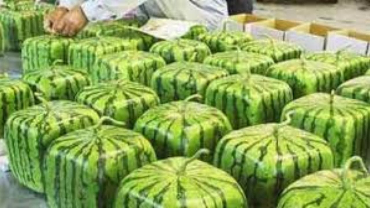 চারকোনা তরমুজ (Square Watermelon) এক একটির দাম প্রায় ৬৫ হাজার থেকে ৭০ হাজার টাকা ($800+)। খাওয়ার জন্য নয়, মূলত শো-পিস বা উপহার হিসেবে ঘরের সৌন্দর্য বাড়াতে এই চারকোনা তরমুজ কেনা হয়। জাপানের চাষিরা বিশেষ প্লাস্টিকের কিউব আকৃতির বক্সের ভেতর এই তরমুজ বড় করেন, যার ফলে এগুলো চারকোনা আকার ধারণ করে। ফ্রিজে সহজে রাখা যায় বলে জাপানের অভিজাত মহলে এর ব্যাপক চাহিদা।