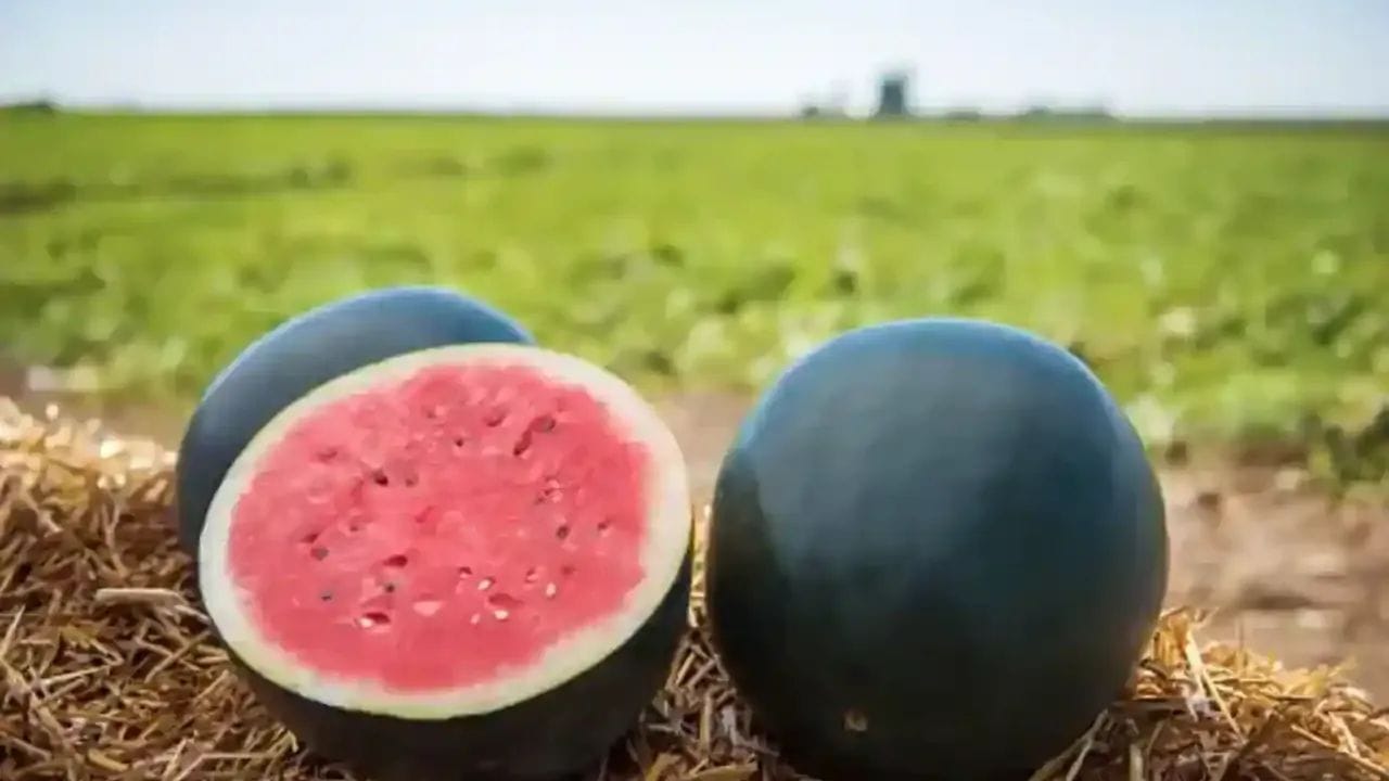 ডেনসুক তরমুজ (Densuke Watermelon) — কালো রঙের মহার্ঘ তরমুজ আনুমানিক দাম: এক একটি তরমুজের দাম প্রায় ৪ লক্ষ থেকে ৫ লক্ষ টাকা ($6,000+)। সাধারণ তরমুজের মতো এতে কোনো ডোরাকাটা দাগ থাকে না, এটি সম্পূর্ণ কুচকুচে কালো এবং চকচকে হয়। হোক্কাইদো দ্বীপে বছরে মাত্র ১০০টির মতো এই বিশেষ ডেনসুক তরমুজ ফলে। অত্যন্ত সুস্বাদু এবং বীজহীন এই তরমুজগুলো প্রতি বছর নিলামে চড়া দামে বিক্রি হয়।