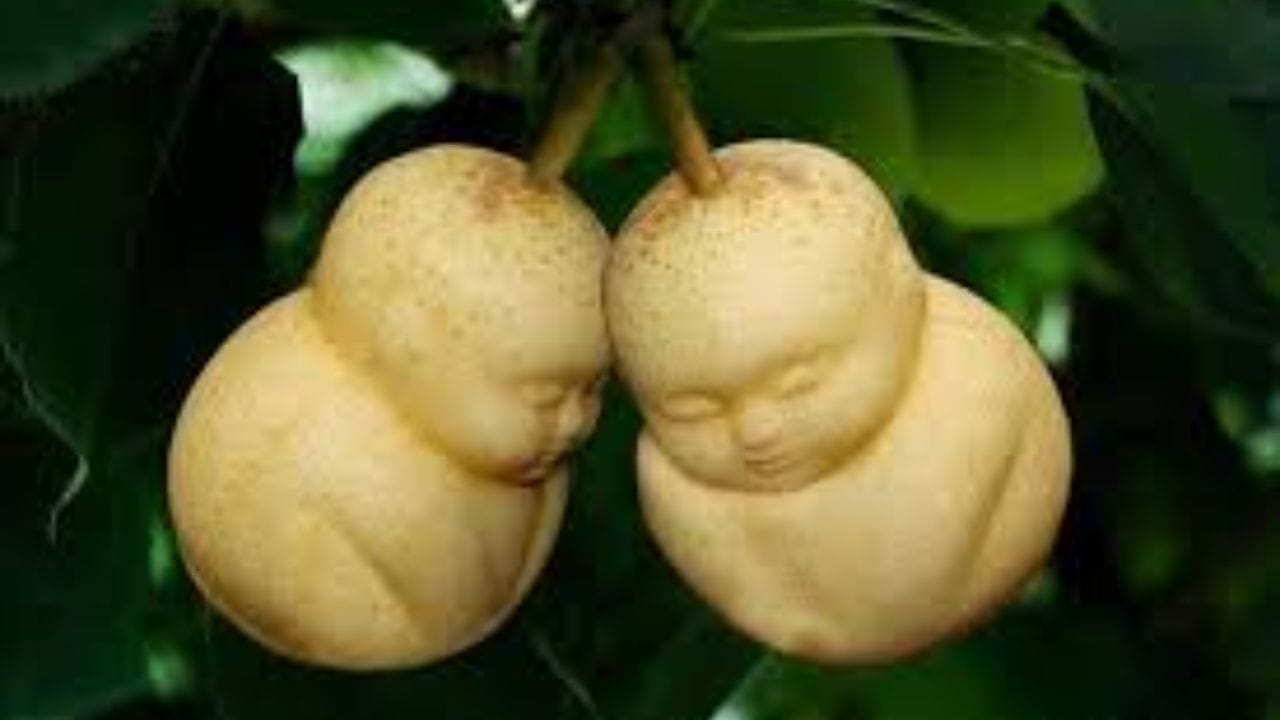 বুদ্ধ আকৃতির নাশপাতি (Buddha Shaped Pears) — এক একটির দাম প্রায় ৭০০ থেকে ৮০০ টাকা ($9+)। চীনের হেবেই প্রদেশের এক চাষি প্রথম এই বিশেষ নাশপাতির চাষ শুরু করেন। নাশপাতিগুলো যখন ছোট থাকে, তখন সেগুলোকে বুদ্ধ মূর্তির আকৃতির একটি প্লাস্টিকের ছাঁচে বন্দি করা হয়। বড় হওয়ার পর এগুলো দেখতে হুবহু ধ্যানমগ্ন বুদ্ধের মতো লাগে। স্থানীয় মানুষের বিশ্বাস, এই ফল ঘরে রাখলে সৌভাগ্য আসে।