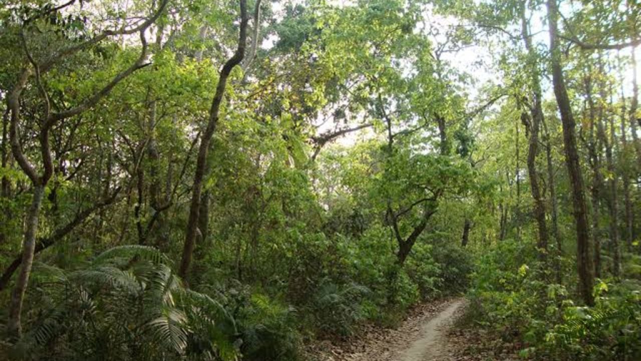  মধুপুর থেকে প্রায় ৮০ কিলোমিটার দূরে মধুবনে অবস্থিত পরেশনাথ পাহাড়। ১৩৫০ মিটার উচ্চতার এই পাহাড়টি ঝাড়খণ্ডের সর্বোচ্চ পর্বত শৃঙ্গ, যেখানকার চারপাশের রূপকথার মতো দৃশ্য চোখ জুড়িয়ে দেয়।
