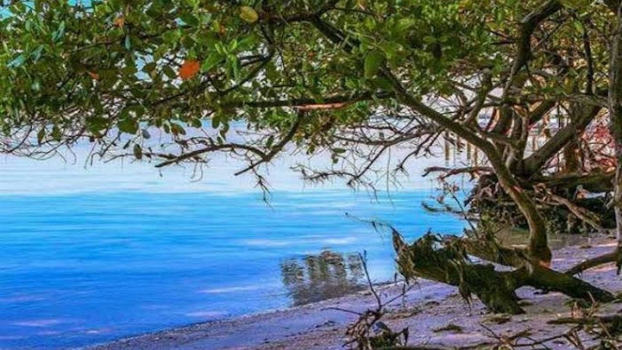 ইছামতীর বুকে বৃষ্টির রিমঝিম: কলকাতা থেকে মাত্র ৭৫ কিলোমিটার দূরের সীমান্ত শহর টাকি। বর্ষার দিনে ইছামতী নদীর জল যখন কানায় কানায় ভরে ওঠে, তখন নদীর পাড়ে বসে ওপার বাংলার মেঘ-বৃষ্টির খেলা দেখার অভিজ্ঞতা দারুণ। এখানকার গোলপাতার জঙ্গল বর্ষায় এক অদ্ভুত সবুজ চাদরে ঢেকে যায়।