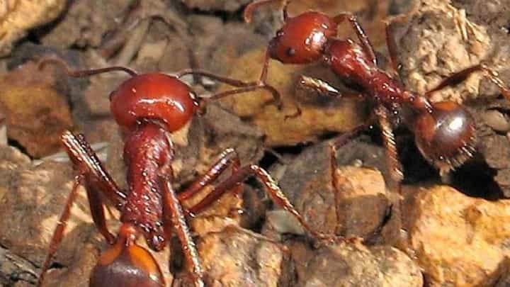 Africa: পিঁপড়ের দাম ১০ কোটি! কী কাজে আসে এরা জানেন? Africa: পিঁপড়ের দাম ১০ কোটি! কী কাজে আসে এরা জানেন?