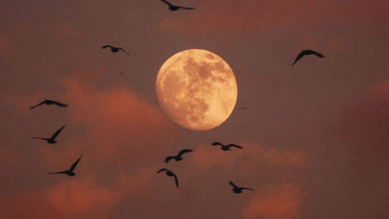 Strawberry Moon 2026: বিরল দৃশ্য, আজ আকাশে দেখা দেবে স্ট্রবেরি মুন! কোথায়-কখন এই চাঁদ দেখা যাবে, জেনে নিন