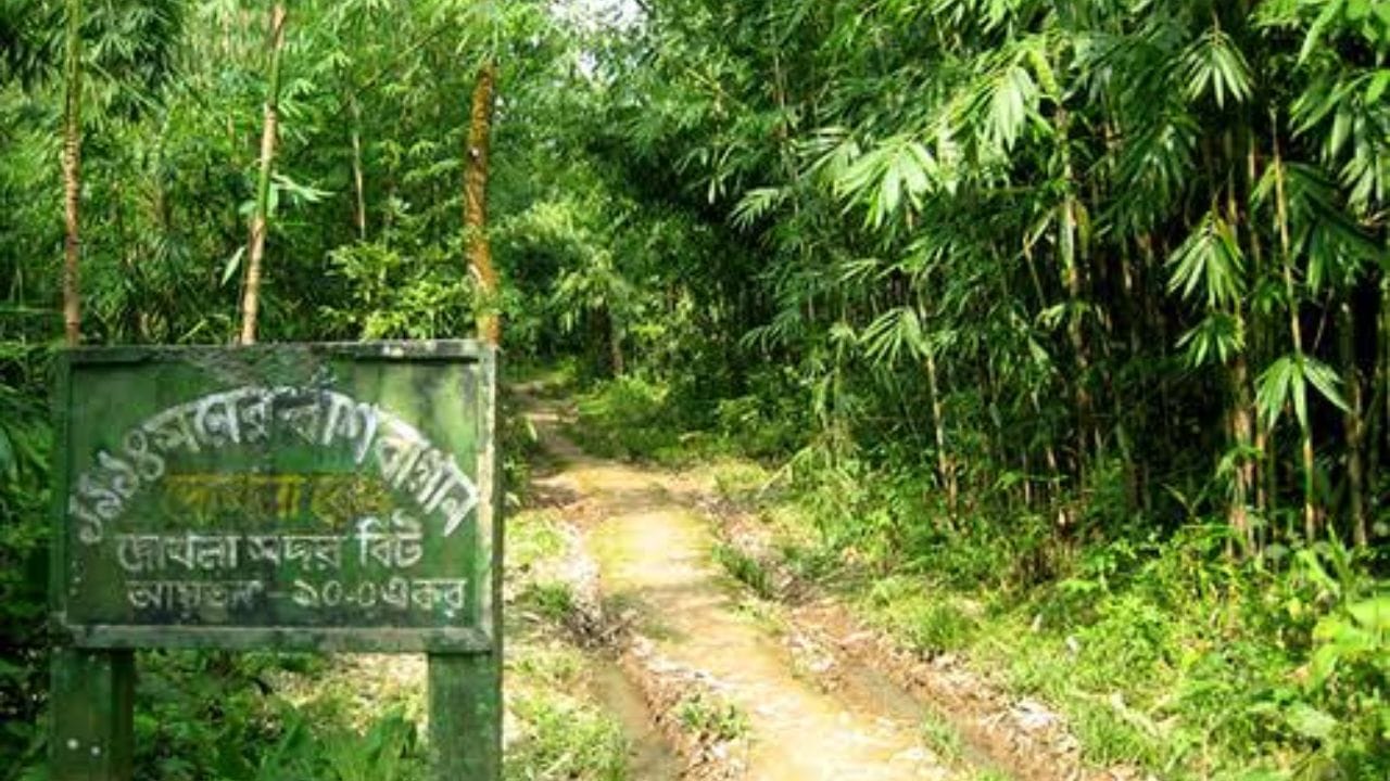   মধুপুর পৌঁছানো একেবারেই ঝক্কিহীন। কলকাতা স্টেশন থেকে সরাসরি ট্রেনে চেপে মাত্র কয়েক ঘণ্টার মধ্যেই পৌঁছে যাওয়া যায় এই সুন্দর ছোট্ট শহরে।