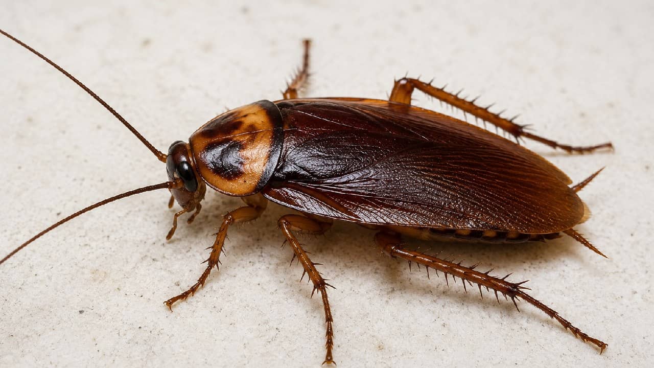 Names of cockroaches: আরশোলার কটা নাম জানেন! শুনলে ফিদা হয়ে যাবেন